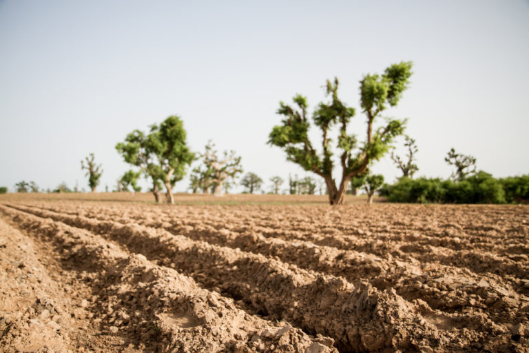 5 raisons d'investir dans l'industrie agroalimentaire en Afrique