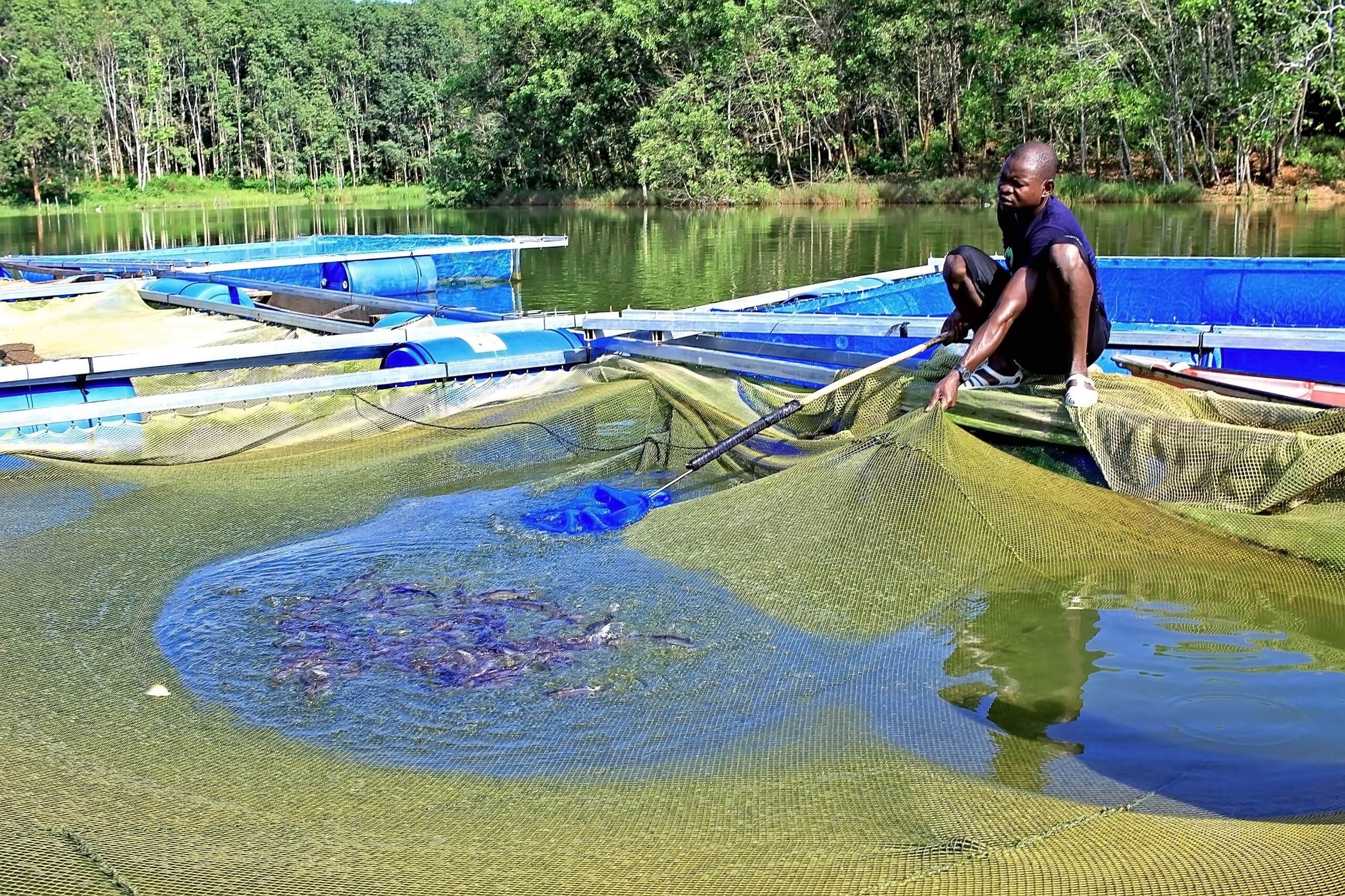 Vers une aquaculture durable en Côte d'Ivoire : Rencontre avec l’équipe d'O'Marigot